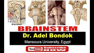 Brainstem Dr Adel Bondok [upl. by Pussej739]