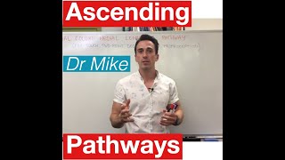 Sensory Pathways MADE EASY [upl. by Oelak]