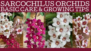 Sarcochilus orchid basic care Australian orchid growing tips [upl. by Ydor488]