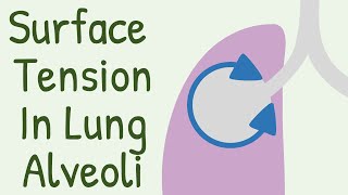 LUNGS PART2  ROOT AND RELATIONS  BY DR MITESH DAVE [upl. by Liebman]