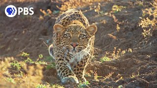 Leopard Hunts Baboon in Broad Daylight [upl. by Hguh]