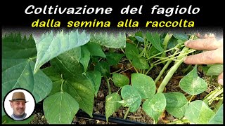 COLTIVAZIONE DEI FAGIOLI trucchi e segreti [upl. by Eulalia29]