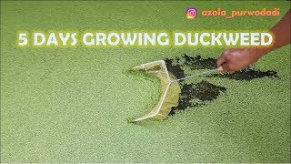 The Growth of Duckweed Day by Day  Growing Duckweed in 5 Days [upl. by Hill]