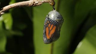 Monarch butterfly emerging time lapse [upl. by Gertrude]