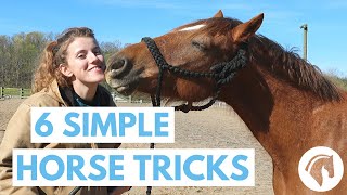 How to Teach Your Horse Tricks 6 Simple Tricks [upl. by Etnauq]