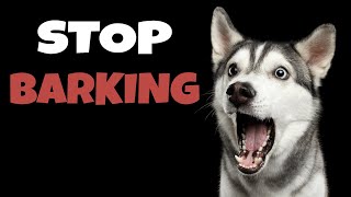 High Pitched Dog Whistle Sound To Stop Dogs Barking [upl. by Rehpotsyrhc]