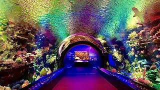 New York Aquarium Cinematic Walkthrough Tour NY Coney Island NYC Reef and new Shark Exhibit [upl. by Nnylyoj714]