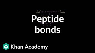 Peptide bonds Formation and cleavage  Chemical processes  MCAT  Khan Academy [upl. by Oramug]