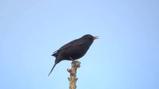 Common blackbird song  Turdus merula [upl. by Fawna]