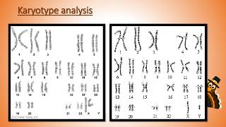 Karyotype Analysis [upl. by Niamart]