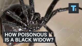 How poisonous is a black widow [upl. by Henigman307]