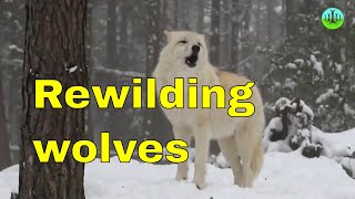 Wolves rewilding and rivers George Monbiot Rewilding Britain documentary video for youtube [upl. by Gross]