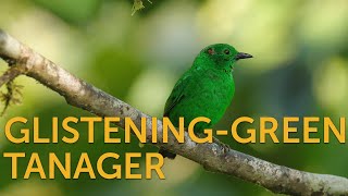 Glisteninggreen Tanager [upl. by Phare]