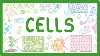 GCSE Biology  Cell Types and Cell Structure 2 [upl. by Bouchard464]