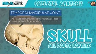 Skull Anatomy  With Labels Updated Version [upl. by Wylma]