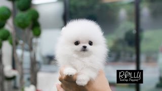 White Fluffy Cute Little Pomeranian D  Buzz  Rolly Teacup Puppies [upl. by Steinke]