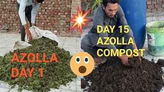 How to make azolla compost azolla compost at homebio compostbiofertelizer [upl. by Germano]