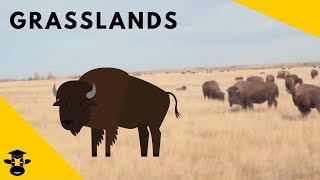 Grasslands  Biomes of the World [upl. by Ahsineb]