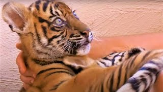 Best Tiger Cub Moments Part 2  BBC Earth [upl. by Cired36]