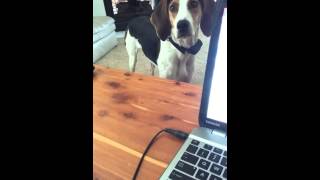 Coonhound talking while I am trying to work [upl. by Norehc]