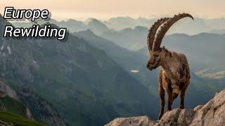 4 EUROPEAN REWILDING PROJECTS  Bringing The Wild Back Europe [upl. by Adigirb694]