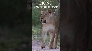 LIONS ON THE HUNTYouTube [upl. by Otti344]