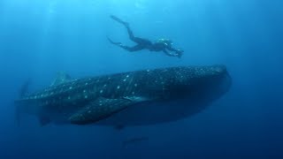 How do you become a marine biologist  BBC Earth Explore [upl. by Bond]