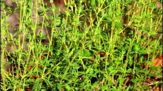 How to Grow Thyme from Seeds [upl. by Alad]