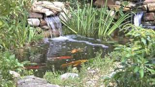 Ponds Watergardens amp Waterfalls Chapter 7 Plants Fish and Water Care [upl. by Nylirrehs]