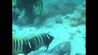 Giant Triton eats CrownofThorns Starfish at Beaver Reef Australia [upl. by Itnuahsa]