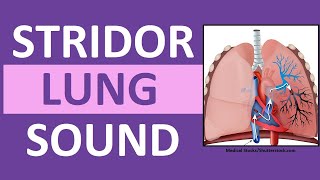 Stridor Sound Breathing Sounds Abnormal Lung Sounds [upl. by Fontes676]