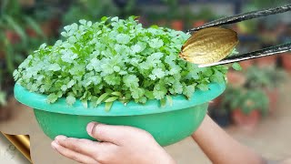 SECRET TRICK TO GROW ENORMOUS CORIANDER CILANTRO AT HOME [upl. by Anyak]