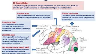 Functional cortical areas of the brainDrAhmed Farid [upl. by Hsetim]