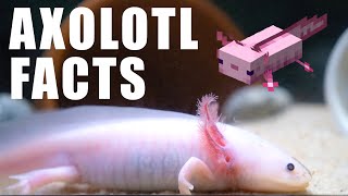 10 Fun Facts About AXOLOTLS [upl. by Enobe]