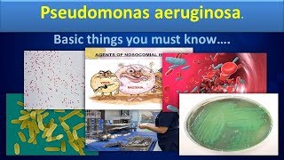 Pseudomonas aureginosaClear overview [upl. by Doy455]