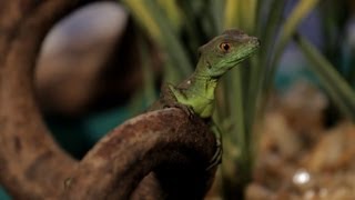 7 Care Tips for Basilisks  Pet Reptiles [upl. by Ahsinet]