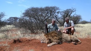 Lion hunting video in South Africa with Limcroma Safaris [upl. by Salisbarry]