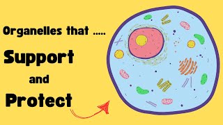 CELL MEMBRANE  CYTOPLASM  CYTOSKELETON Explained [upl. by Ardyce793]