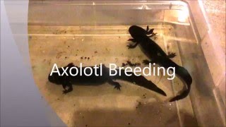 Axolotl Breeding [upl. by Pradeep]