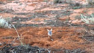 Greater Bilby [upl. by Danyette]