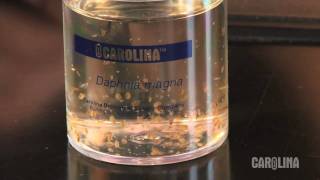 How to Care for Daphnia [upl. by Zanahs]