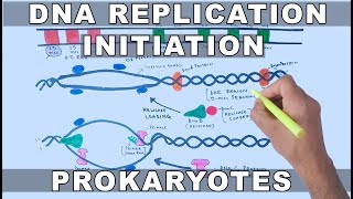 DNA Replication in Prokaryotes  Initiation [upl. by Cataldo]