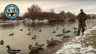 Duck Decoy Strategies  Colorado Rig [upl. by New]