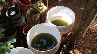 How to grow Green Water Algae [upl. by Areivax445]