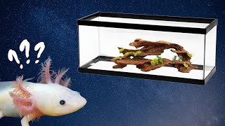 New Axolotl Checklist – What Do I Need for My New Axolotl [upl. by Vola]