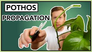 How to PROPAGATE Pothos in Water  Houseplant How to Ep 24 [upl. by Hauge56]