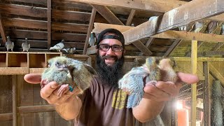 My Racing Pigeons are Breeding like Crazy Rare Nest [upl. by Laidlaw]