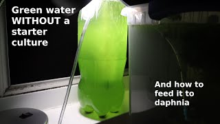 Green Water WITHOUT a Starter Culture  From Scratch  How To [upl. by Rakia]