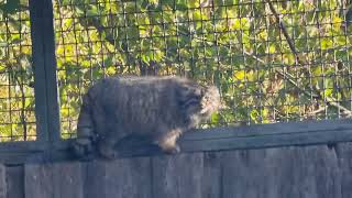 Pallas cat [upl. by Ntsuj]