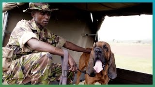 Bloodhounds Hunting Dogs  BBC Earth Explore [upl. by Anauqaj]